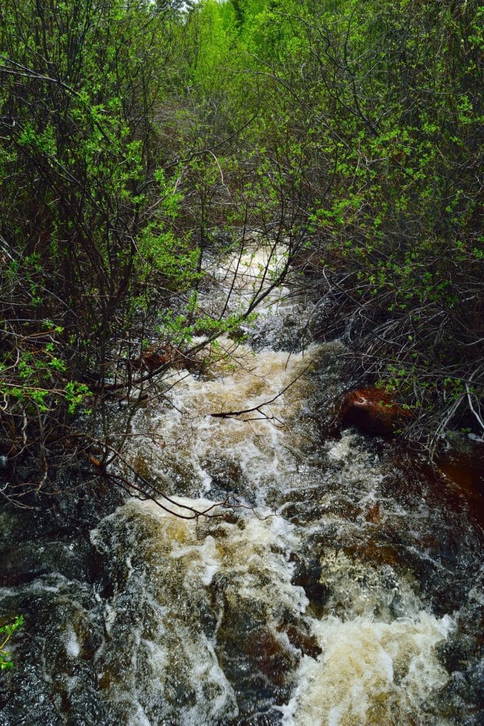 Buffalo Peaks Loop Hike Review