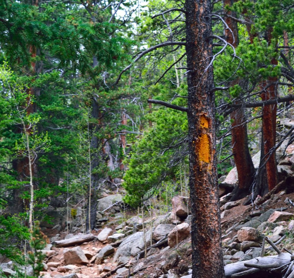 Buffalo Peaks Loop Hike Review