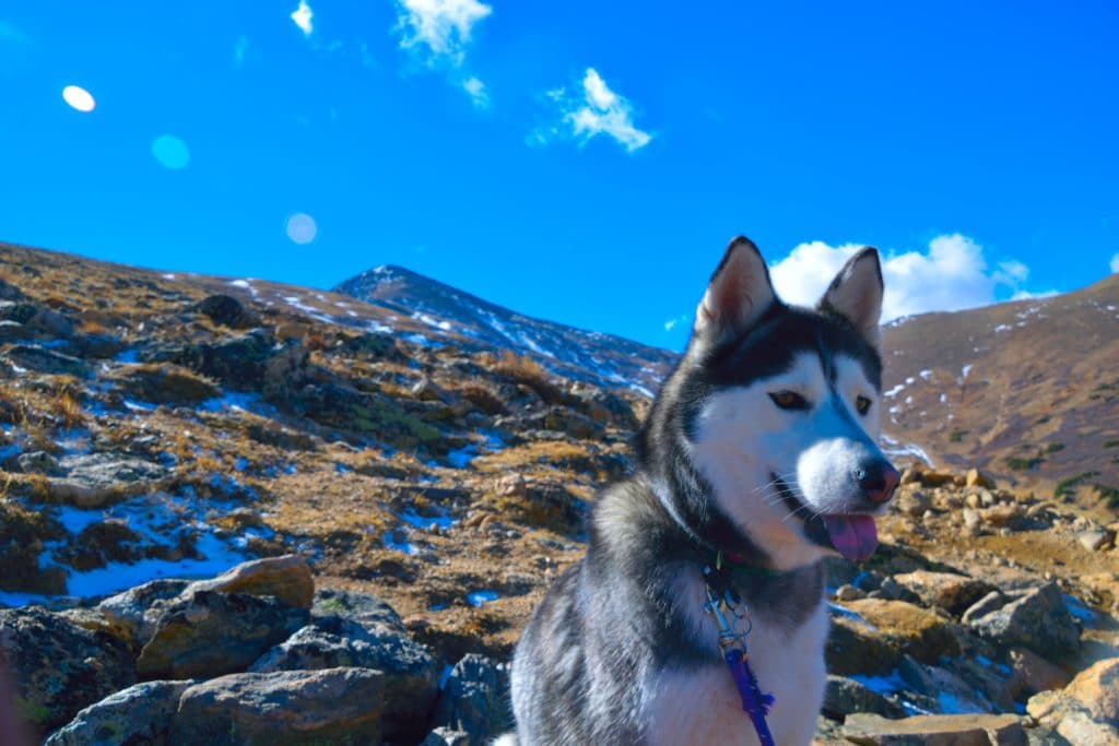 Mt Elbert 14er Hike Trail Guide