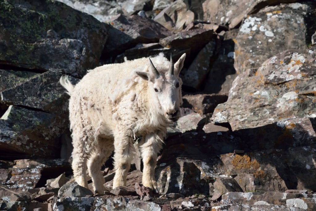 Pyramid Peak Colorado 14er Hike Review