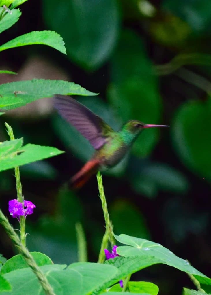 La Fortuna Waterfall Costa Rica Hike