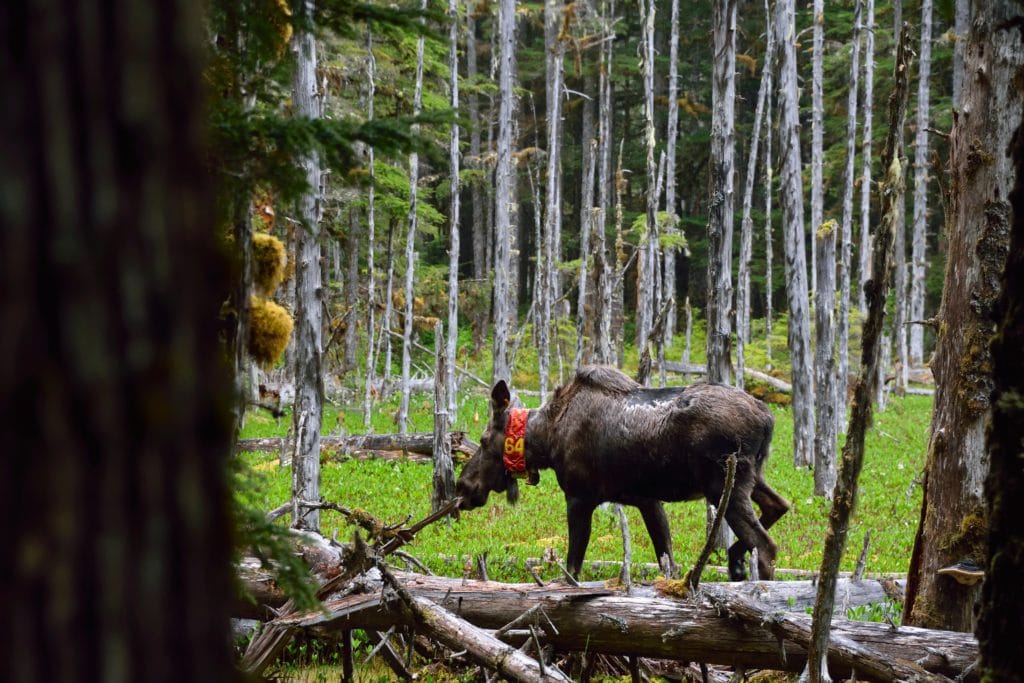 A Moose on the Way to Bartlett Lake in Alaska