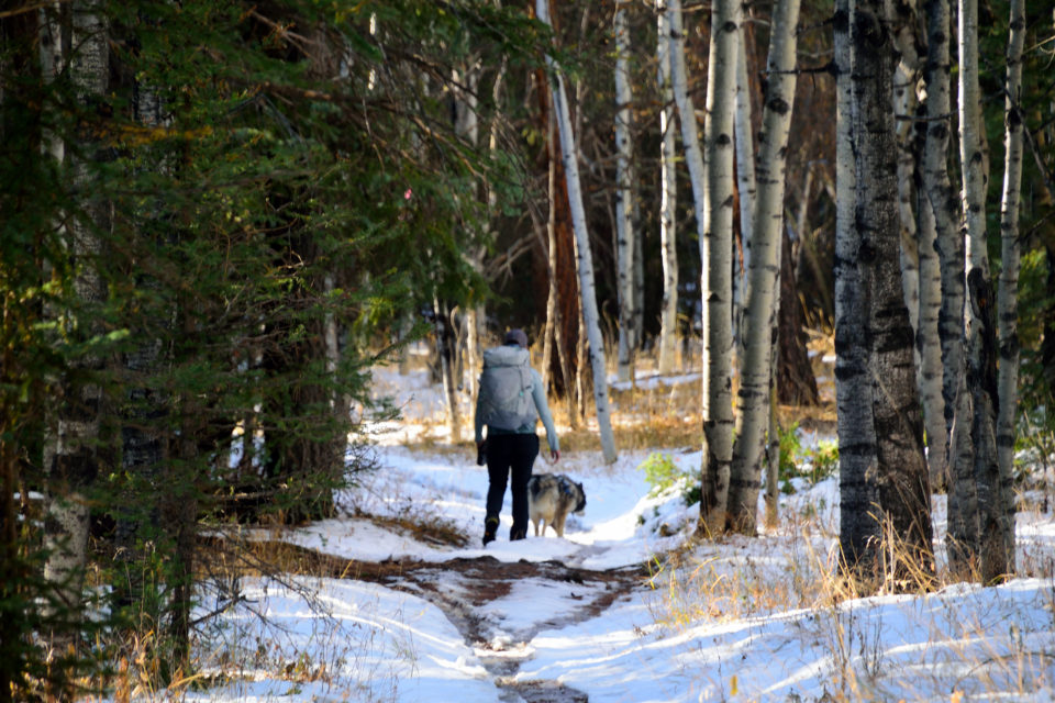 Colorado Trail Segment 3 Hike Trail Guide Virtual Sherpa   DSC 0903 960x640 