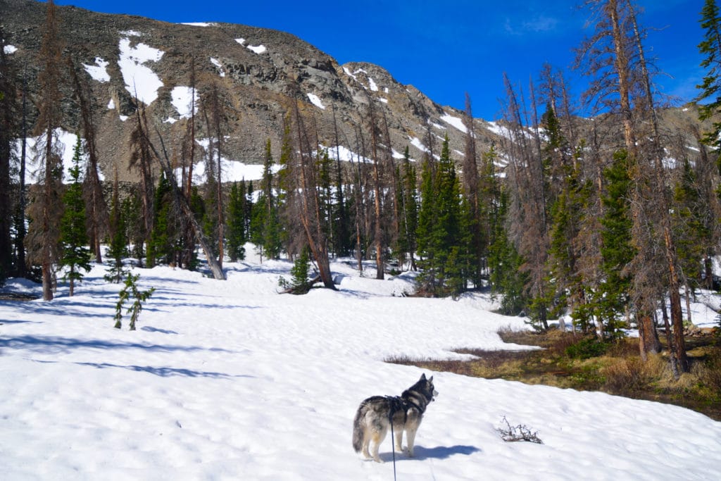 Boss Lake & Hunt Lake Trail Guide