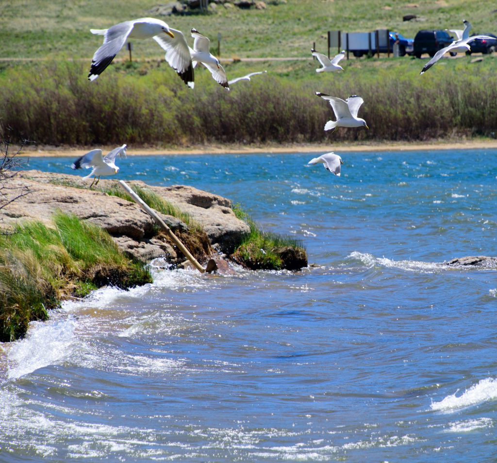 Eleven Mile State Park Hiking Trail Guide - Virtual Sherpa