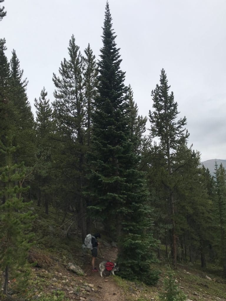 Colorado Trail Segment 9 Hike Trail Guide