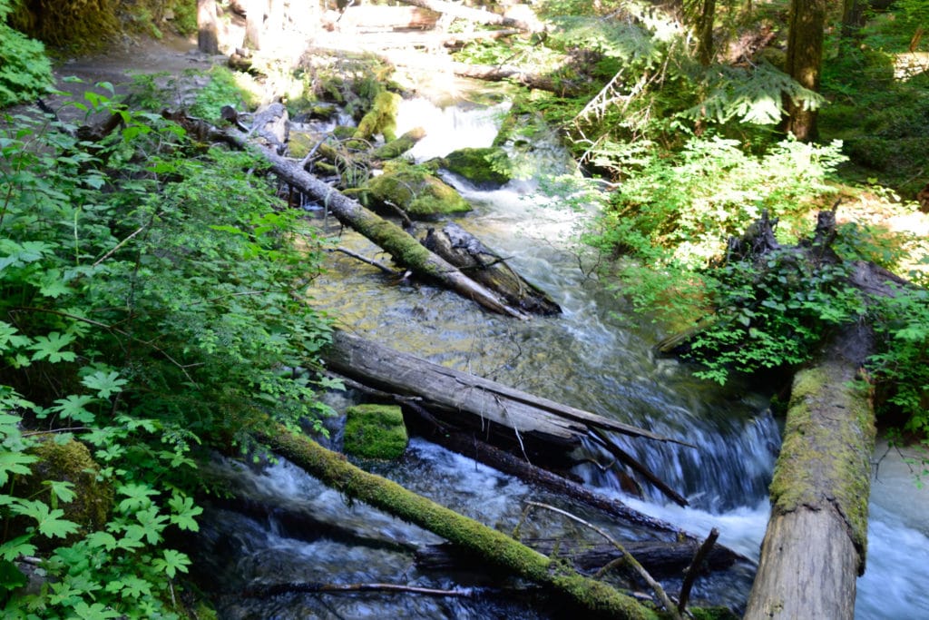 Little Zigzag Falls Oregon Hike Pictures