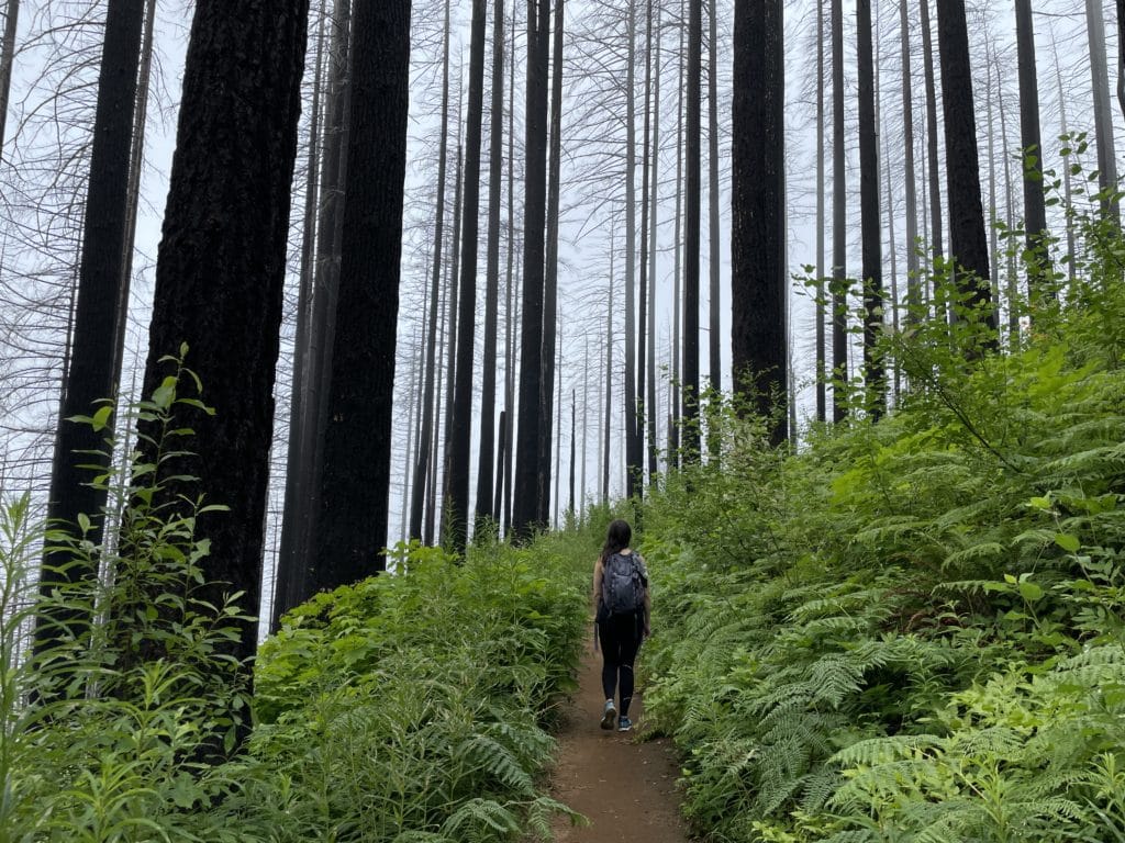 Wahkeena Falls & Multnomah Falls Loop Hike Pictures