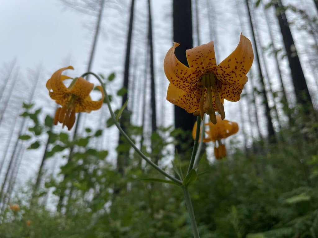 Wahkeena Falls & Multnomah Falls Loop Hike Pictures