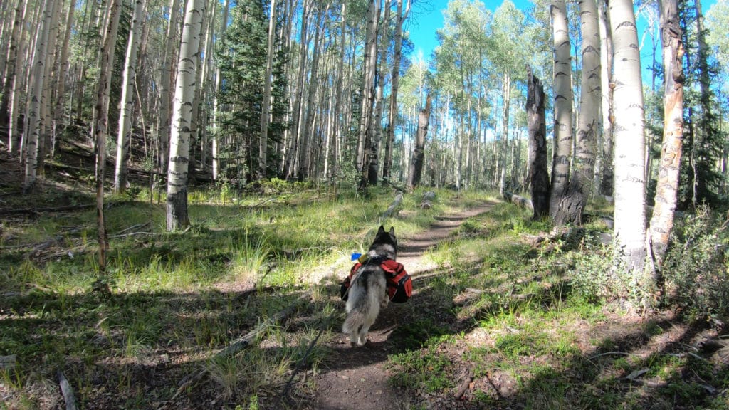 Colorado Trail Segment 19 Hike Pictures