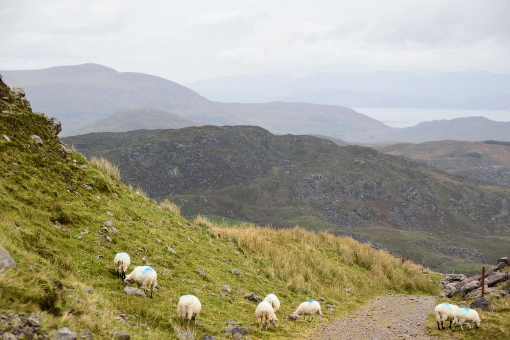Carrauntoohil Ireland Hike Pictures