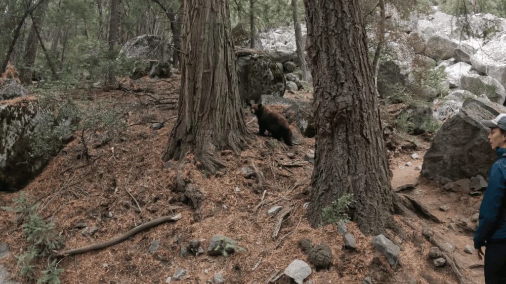 Mist Falls Kings Canyon Hike Pictures