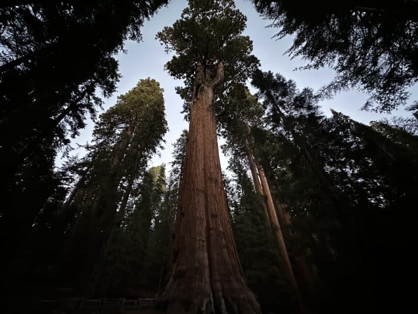 General Sherman Tree Hike Pictures