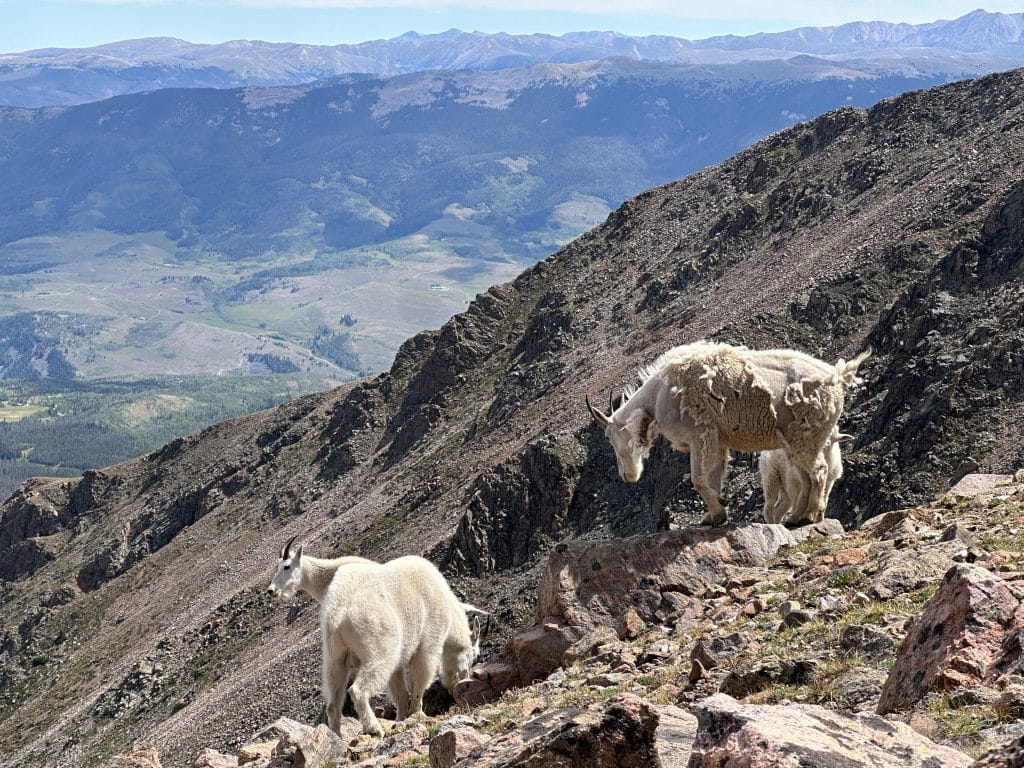 Keller Mountain Colorado Hike Pictures