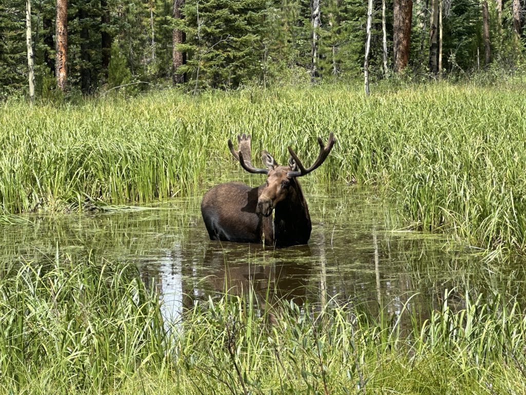 Keller Mountain Colorado Hike Pictures